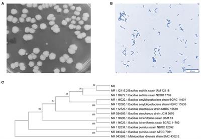Bacillus subtilis M6 improves intestinal barrier, antioxidant capacity and gut microbial composition in AA broiler